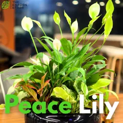 A lush Peace Lily arrangement with its signature white spathes in full bloom, a beautiful and effective plant for filtering indoor air.