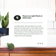 Understanding light is crucial for indoor plants. This tip explains how to care for low-light plants, which are perfect for bathrooms or corners that don't get direct sun. I can help you select the right plant for every spot in your home.