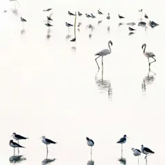 This high-key, minimalist photograph of the T.S. Chanakya lake was featured in the Mangrove Photography Awards. It portrays the serene, almost glassy surface of the water, a fragile peace that is threatened by plans to convert this vital wetland into commercial properties.