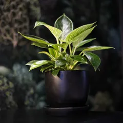 Placed in a simple black pot, the Philodendron Birkin's white pinstripes stand out against its dark, glossy leaves. It's a perfect plant for a modern desk or shelf, bringing balance and style.