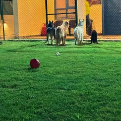 Dinner time at Poochkins! The dogs are waiting patiently by the gate as we get their food ready. A good meal after a day of play is a must.