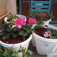 Brighten up your entrance or balcony railings with vibrant flowering plants. Here, we've used decora railing pots filled with blooming pink geraniums to add a pop of color and welcoming charm.
