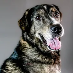 A handsome studio portrait of a senior dog. The clean background and professional lighting bring out the wisdom and gentleness in his expressive eyes.