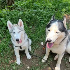A quick pause for a photo. Both Huskies are happy and relaxed after a good run in the park.