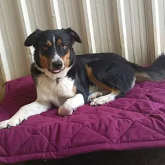 A sweet pup giving a little wink while lounging on a plush mat. We ensure every dog feels relaxed and at ease.