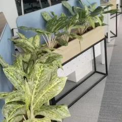 We use custom planters to define spaces and add greenery to open-plan offices. These elevated planters act as natural dividers between workstations, improving aesthetics and providing a sense of privacy.