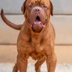 Rex, full of life and ready for his new chapter. It's so rewarding to see these dogs get the second chance they deserve.