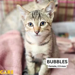Meet Bubbles, a curious and playful 2.5-month-old female tabby. Her bright eyes are full of mischief and love. She's ready to explore her new home and find a family to play with.
