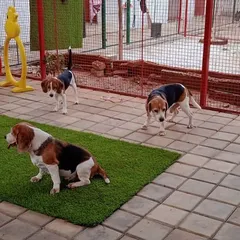 The Beagle trio taking it easy. We find that dogs from the same family love having the space to hang out together during their stay.
