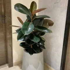 A healthy Rubber Plant (Ficus elastica) in a geometric grey planter makes a bold statement, perfect for filling an empty indoor corner with lush, dark foliage.