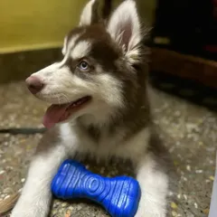 Here is another shot of Ghost the Husky enjoying his favorite blue chew toy. Providing a safe and fun indoor play environment is a key part of my cage-free pet care service.
