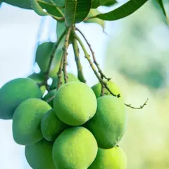 Fresh, raw mangoes hanging from the tree. This is where the magic of my Aam ka Achaar begins. I ensure I get the best quality fruit for my pickles.