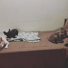 My resident cat, Pihu, takes her job as a host very seriously. Here she is sharing her bed with two Frenchie guests, Brie and Daffodil, demonstrating a well-balanced, multi-pet household.