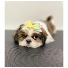 A sweet Shih Tzu puppy resting after her first grooming. She's looking absolutely adorable with her colorful bow.