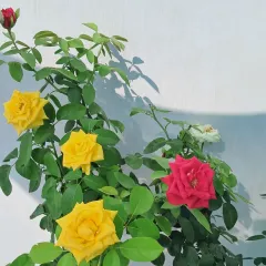 Another view of my multi-grafted rose bush. It's a real conversation starter in the garden.