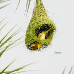 A male Baya Weaver bird inspects the intricate nest he is building, a masterpiece of natural architecture. This image is perfect for illustrating animal craftsmanship.