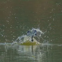 The explosive splash as a Pied Kingfisher dives for its prey. This abstract, high-energy shot captures the power of the hunt in a spray of water.