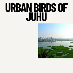 The cover of my book, "Urban Birds of Juhu." This project started during lockdown and grew into a comprehensive field guide documenting the 121 bird species in my neighborhood. It's a dream come true to share my love for birds with my community.
