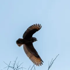 An owl in flight, seen from below. The pattern on its wings is beautifully illuminated against the clear blue sky.