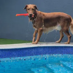 After a good swim, it's time for some play. This happy Golden Retriever is having a blast with a toy by the poolside, showing just how much fun and exercise the dogs get here.