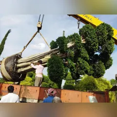 The tree is loaded onto a truck with extreme care. Our team oversees every step of the process to ensure the health and safety of these large, valuable plants during transit.