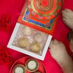 A curious pup inspects the festive box of modaks and ladoos. We believe celebrations are for everyone, paws included.