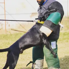 A strong dog needs a hard decoy. Here I am working with Deman, a powerful Malinois, absorbing the impact and testing his grip and determination.