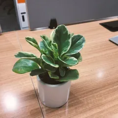 This is a variegated Peperomia Obtusifolia, a perfect desk plant. It's compact, requires low maintenance, and thrives in typical office lighting, adding a touch of green to your personal workspace.
