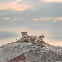 There is nothing more serene than a lioness watching over her cubs as the sun rises over the Serengeti. This image captures the quiet strength and maternal love that holds a pride together. These are the soulful moments we wait for, the stories of family and legacy in the animal kingdom.