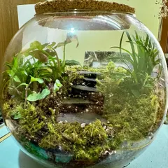 This beautiful bowl terrarium was made by a client using one of my DIY kits. I love seeing how people unleash their inner plant Picasso and create their own healthy, growing worlds.