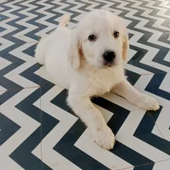 Look at this little face! A beautiful Golden Retriever puppy exploring our facility. We make sure puppies feel safe and confident as they discover their new surroundings.