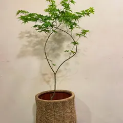A true Japanese Maple, or Acer Palmatum, is a rare find in Mumbai. This specimen, with its delicate, hand-shaped leaves and gracefully arching branches, brings a touch of authentic Zen artistry to a garden or balcony.