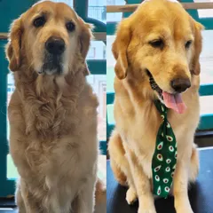 A classic before and after transformation for this beautiful Golden Retriever. On the left is how he arrived, and on the right is the handsome boy after a full grooming session, complete with a stylish avocado-print tie. A good groom makes them feel as great as they look.