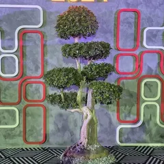 A beautiful bonsai tree on display at the FOAID 2024 exhibition. Its intricate form and carefully sculpted branches make it a true work of living art.