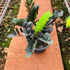 An overhead view of the 'Raven' ZZ plant, highlighting the beautiful contrast between the new lime-green leaves and the older, dark foliage. This plant not only purifies the air but also adds a unique, dramatic flair to any interior design.