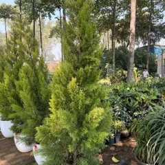 A row of healthy Thuja plants in our nursery, ready for an outdoor landscaping project. We cultivate a wide variety of outdoor shrubs and trees to meet any design need.