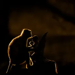 Another example of creative rim lighting. The light behind the monkeys makes their fur glow, adding depth and drama to the silhouette. This is a blend of science and art, which I love to teach.
