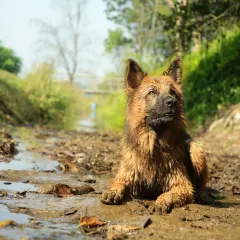 A German Shepherd takes a joyful break from his family portrait session to cool off and play in a muddy stream.