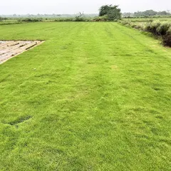 A large field of my premium turf grass, suitable for golf courses and large sports complexes. The quality ensures excellent playability and aesthetics.