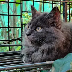 A beautiful grey cat looking alert and curious from a perch inside the secure catio. The open-air design provides lots of fresh air and interesting sights.