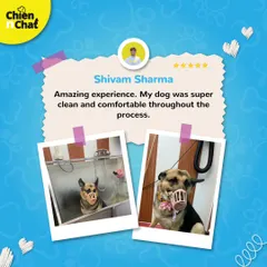 Shivam was happy with how clean and comfortable his dog was throughout the process. We always prioritize the pet's comfort, especially when they need to be muzzled for safety.