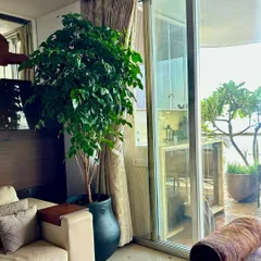 A lush China Doll (Radermachera sinica) plant in a dark pot adds height and dense greenery to this living room. It's a versatile plant that can thrive indoors in a brightly lit spot, making it great for highlighting corners.