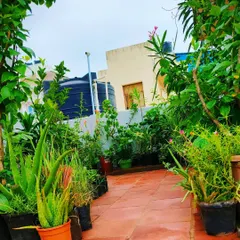 This well established terrace garden shows what's possible with consistent care. We manage the health of all plants, ensuring they flourish in Chennai's climate.