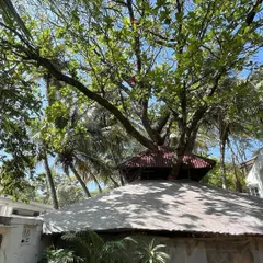 A view of our studio's unique roof, built around a sprawling, decades-old tree. We believe in working in harmony with our natural surroundings.