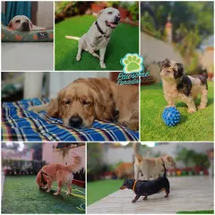 Another collection of happy moments. From a Golden Retriever resting indoors to a Dachshund exploring outside, every dog finds their happy place here.