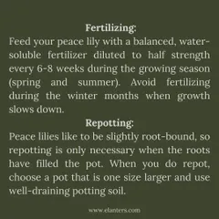 Peace Lily Care Part 3: Learn when to fertilize and repot your Peace Lily. They only need feeding during the growing season and prefer to be slightly root-bound.