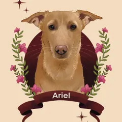 This is a digital portrait of a sweet dog named Ariel. I focused on her soft expression, framing her with a simple floral design and a ribbon banner to create a gentle and loving tribute.