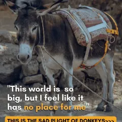 "This world is so big, but I feel like it has no place for me." This is the sad plight of donkeys, who are often seen as disposable beasts of burden.