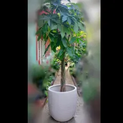 This is a braided Money Tree (Pachira aquatica) in a simple white pot. Its unique trunk makes it a conversation starter, and we've chosen a planter that doesn't distract from its form.