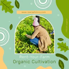 This is what it feels like to have your own farm plot. A guest is seen tending to her patch of lush greens, a key part of the hands-on organic cultivation experience we offer.